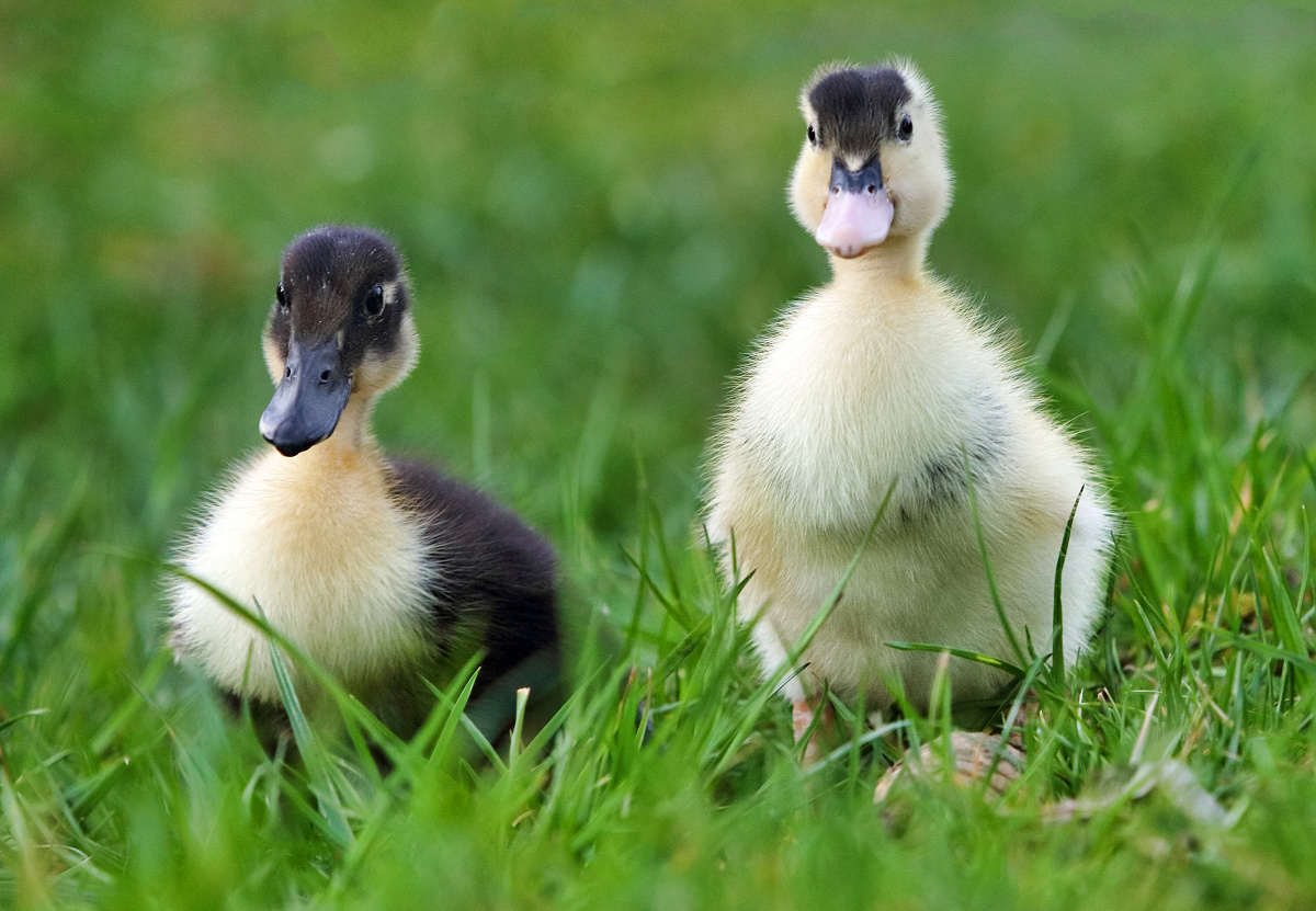 Dve kačice v tráve
