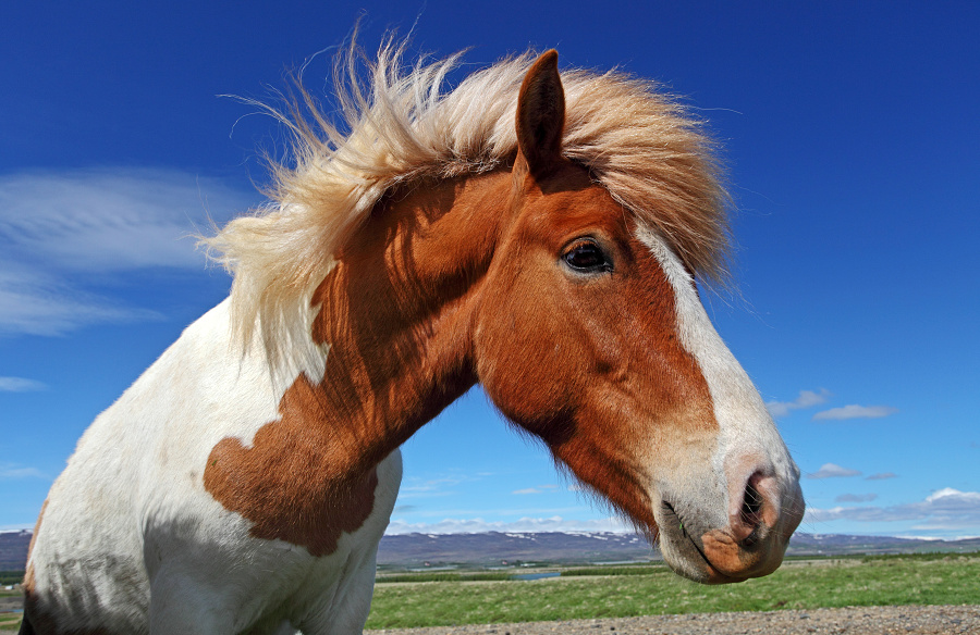Islandský kôň
