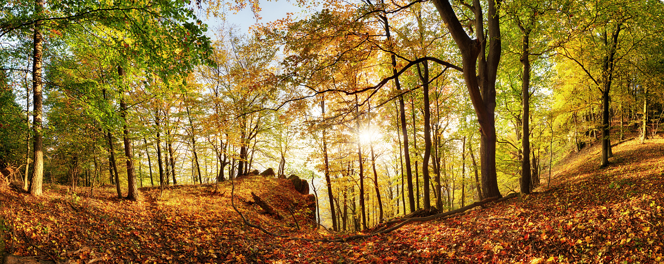 Jesenný les pod Malým Gríčom