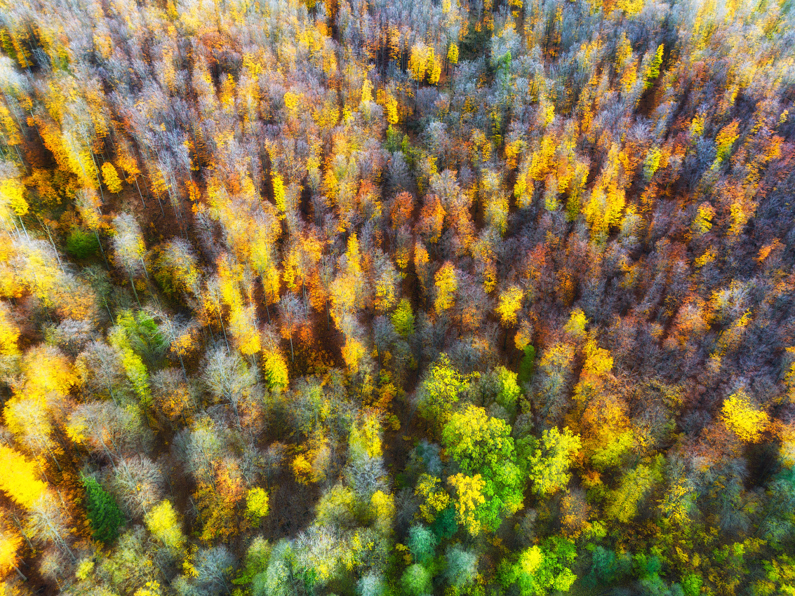 Jesnný les z dronu