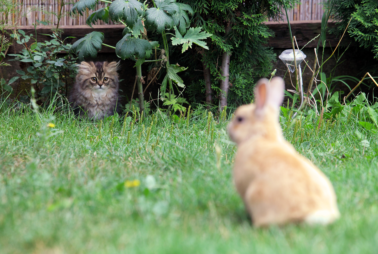 Mačka a králik