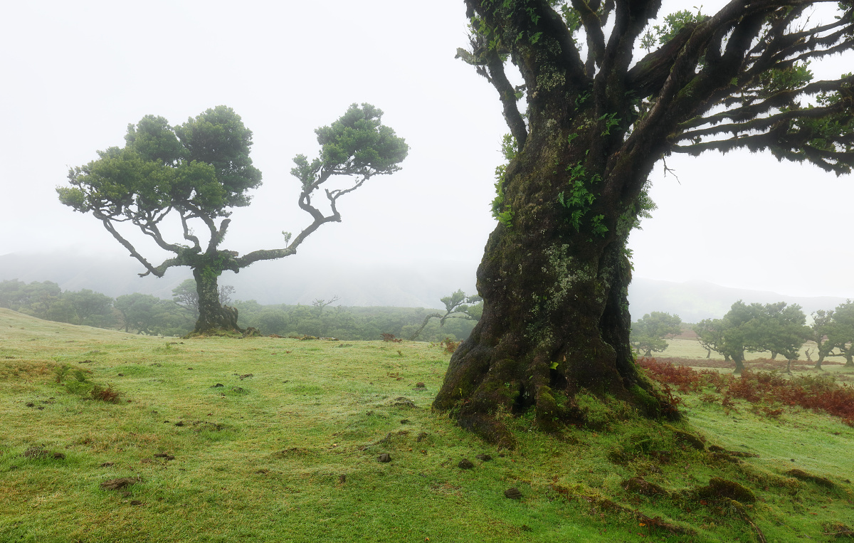 Magical endemic laurel trees in Fanal