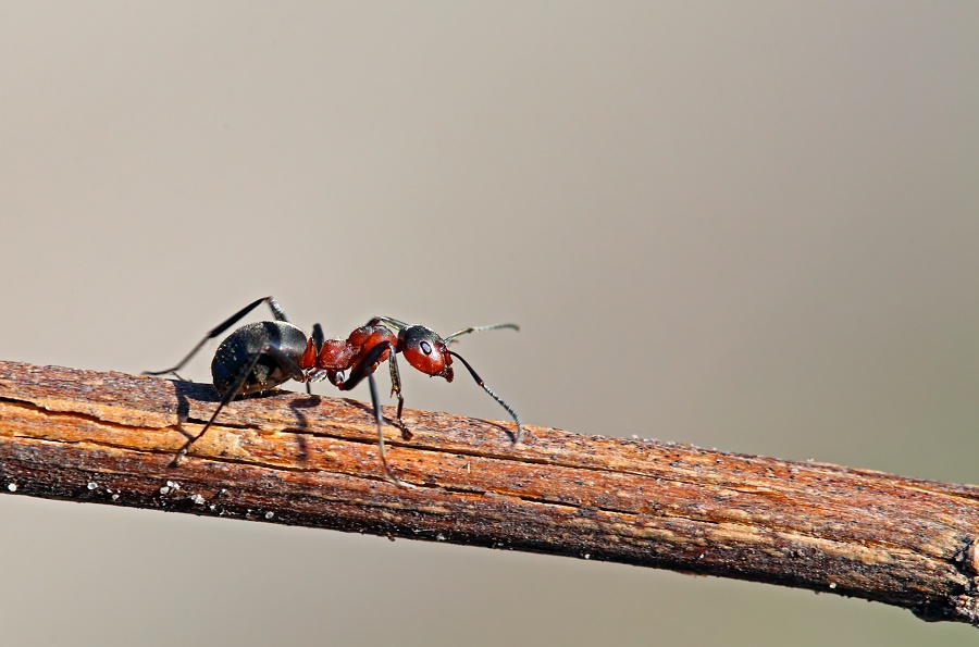 Mravec lesný