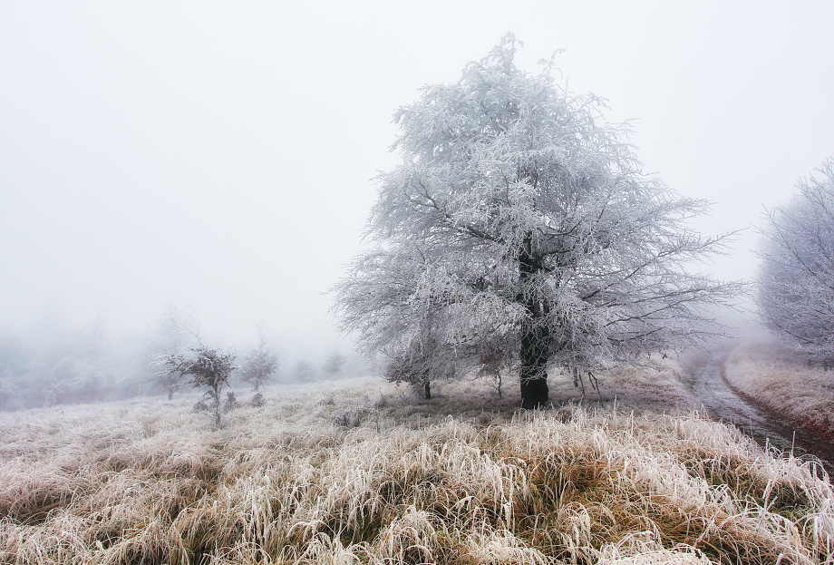 Namrznutý strom