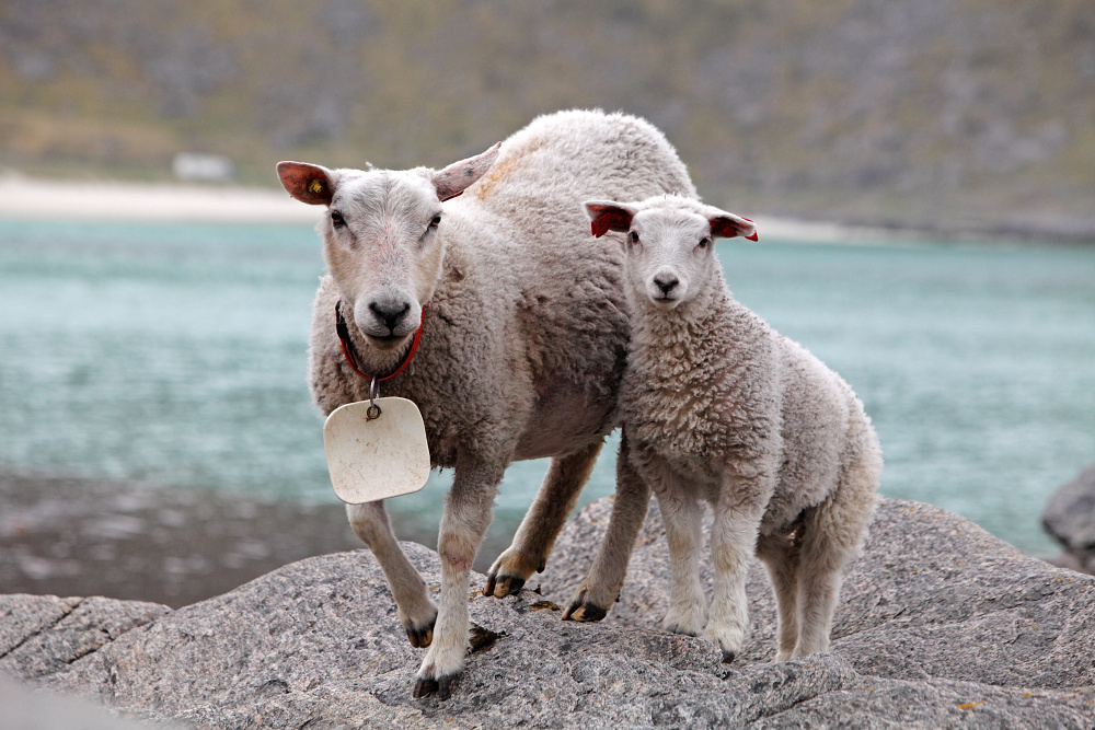 Ovce na pobreží