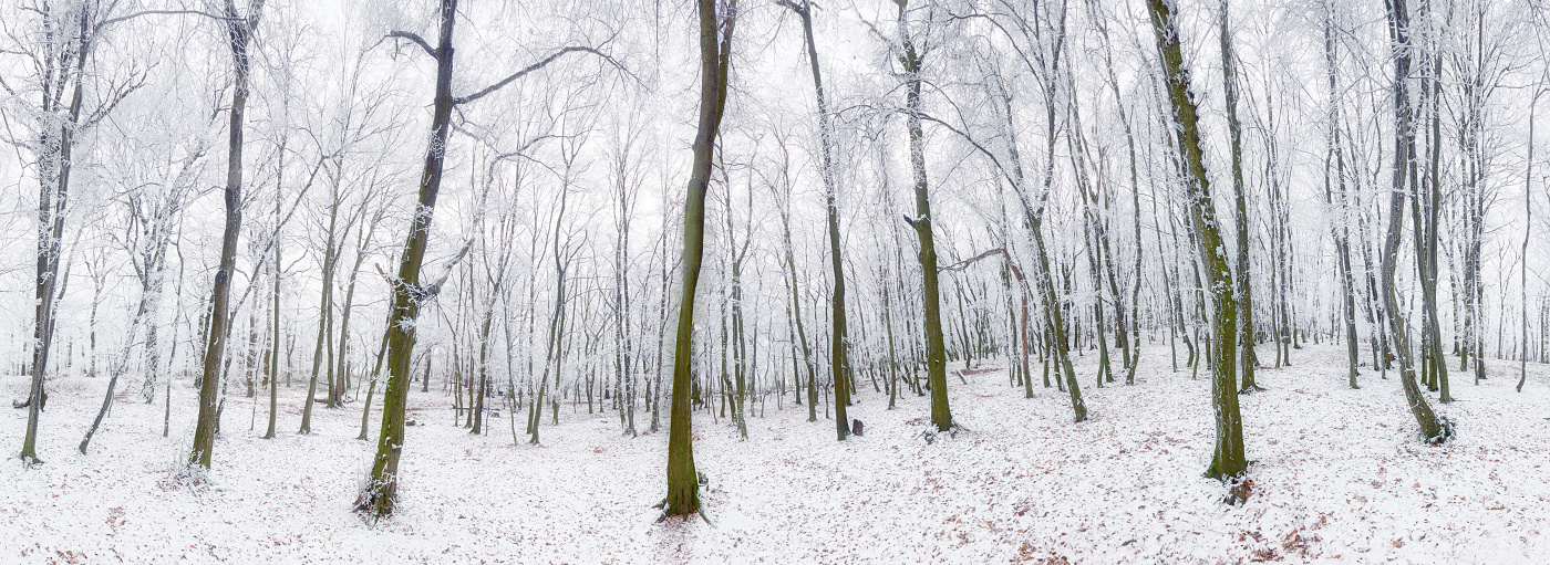 Panoráma lesa v zime