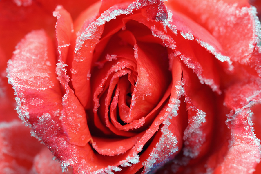 Ruža - detail