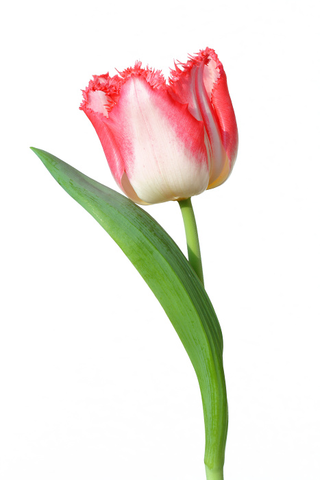 Ružový tulipán