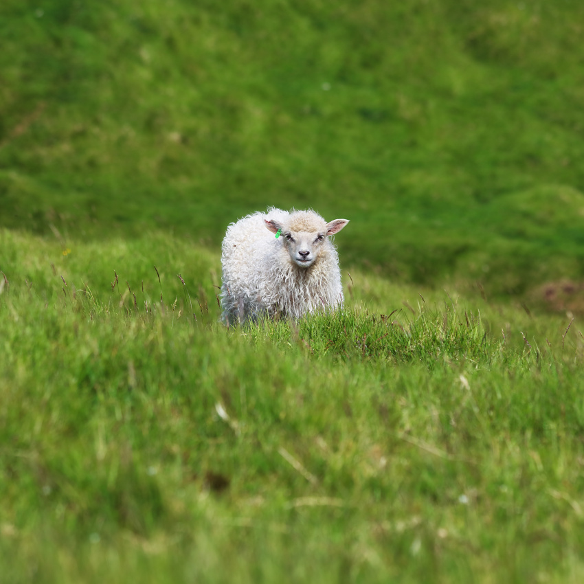 Young sheep on Faroe islands 