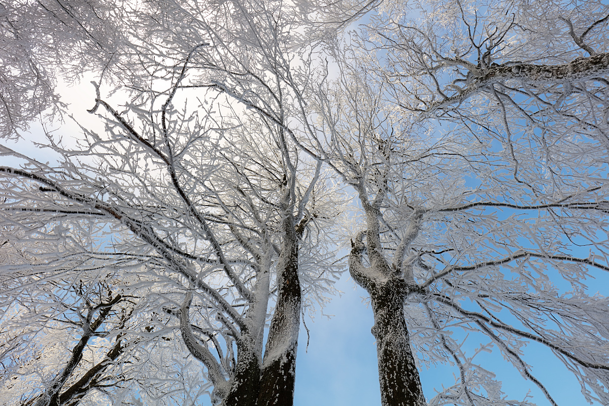 Zamrznuté stromy