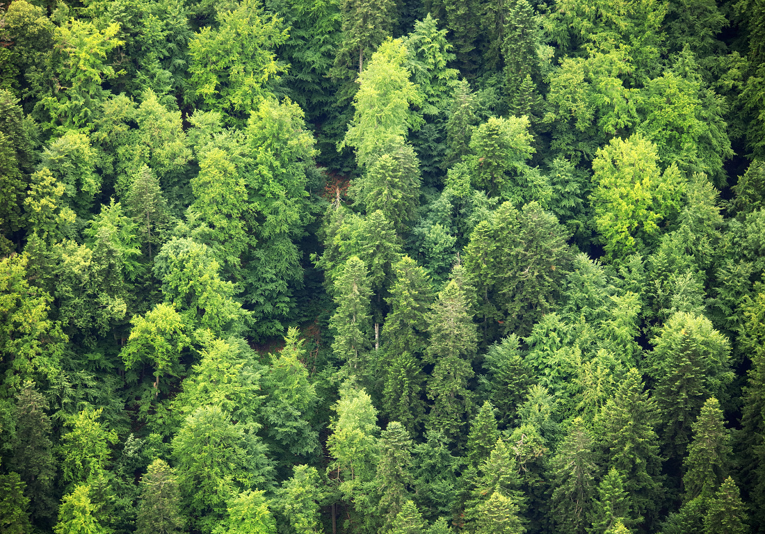 Zelený les v Pieninách