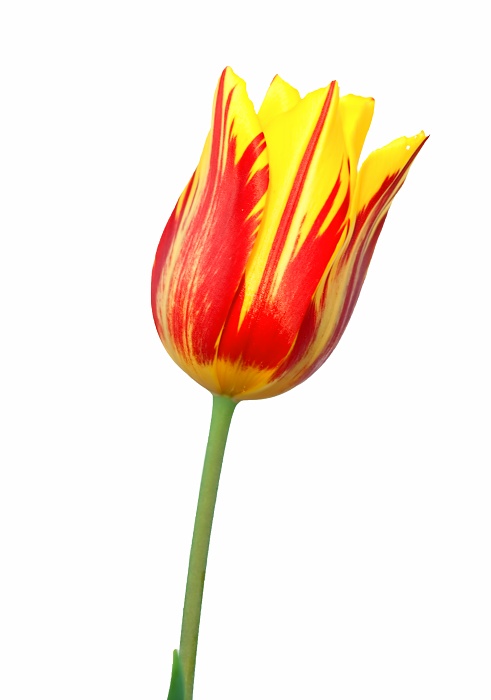 Žltý tulipán
