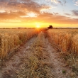 Cesta v pšeničnom poli