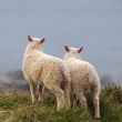 Dve ovečky