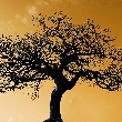 Izolovaný strom