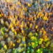 Jesnný les z dronu