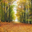 Karpatská jeseň