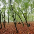 Lesná panoráma