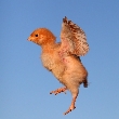 Lietajúce kura