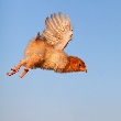 Lietajúce kura