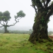 Magical endemic laurel trees in Fanal