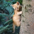 Malá mačka na strome