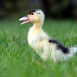 Malé kačica v tráve