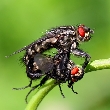 Lietajúci hmyz