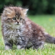 Mladá perzská mačka