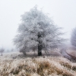 Namrznutý strom