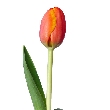 Oranžový tulipán