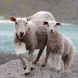 Ovce na pobreží