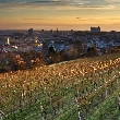Posledné vinohrady v Bratislave