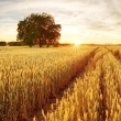 Pšeničné polia