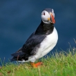 Puffin on grass against sea