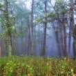 Ranný hmlistý les na Vápennej