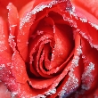 Ruža - detail