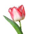 Ružový tulipán