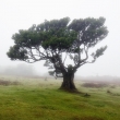 Tree in Fanal forest at mist