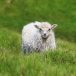 Young sheep on Faroe islands
