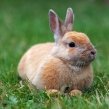 Zakrslý králik