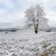 Zamrznutý strom