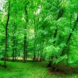 Zelený les - panoráma