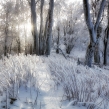 Zima v lese - Malé Karpaty