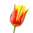 Žltý tulipán